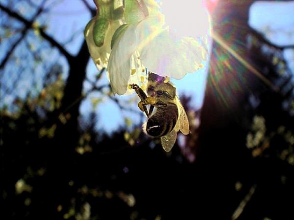 Środki chemiczne szkodzą pszczołom