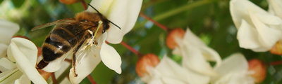 Robinia akacjowa pszczelipark