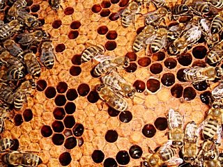 bees pszczoły