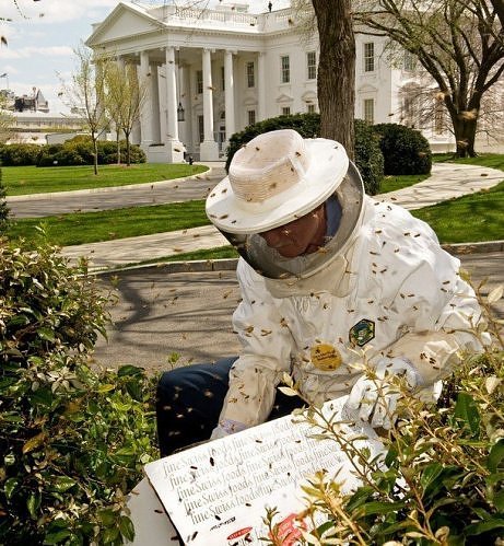 Rój pszczół w Białym Domu