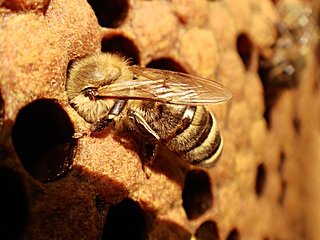 Pszczoła grzejnik