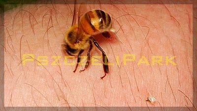 Jad pszczeli pomoże w walce z wirusem HIV malanowski photography pszczelipark
