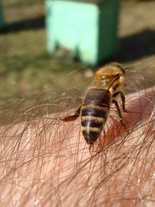 użądlenia pszczół pszczelipark