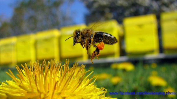 malanowski_beekeeping_photo_15_600