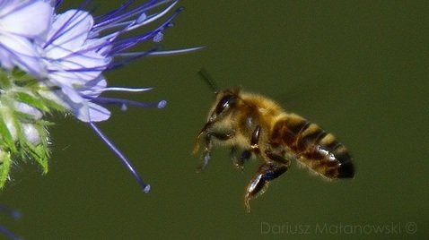 Zasięg lotu pszczoły miodnej Malanowski Photography