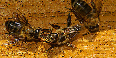 pestycydy szkodliwe dla pszczół