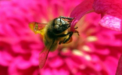 Unijny wyrok spustoszy polskie pola ale uratuje pszczoły fot. Malanowski photography Pszczelipark