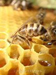 ginące pszczoły