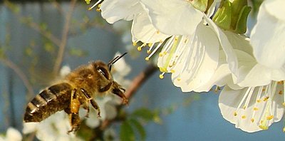 Pszczoła i kwiaty czereśni fot. PszczeliPark