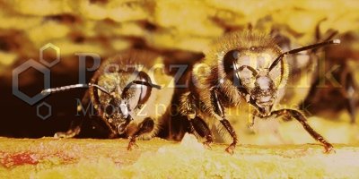 pszczoły gwarantują czystość środowiska